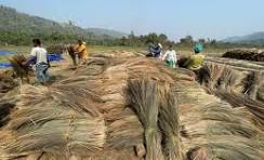 Broom Grass