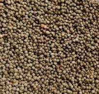 Perilla Seeds
