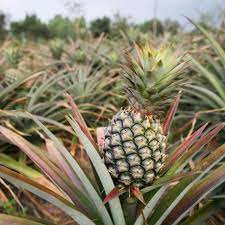 Pineapple