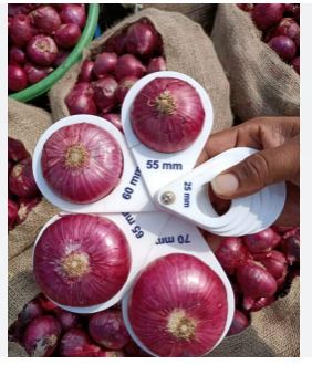 Onion